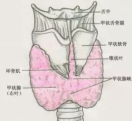 甲状腺结节高发,它是否有你想象中那么可怕