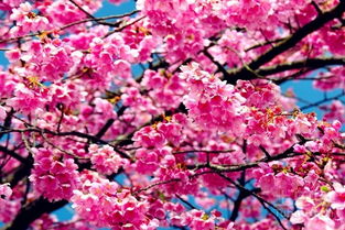 美人樱花代表什么花语,哪些花可以形容活泼可爱的女孩子?越多越好。最好是花语中隐藏着一点忧伤的？