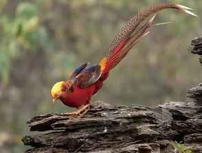 鸟类摄影 锦鸡,中国的凤凰