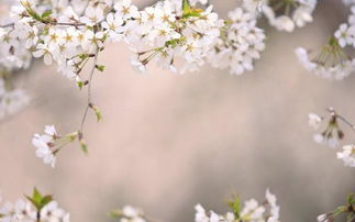 12月8日,喜鹊叫喜,这几个星座走大运,运势大逆袭,发家致富