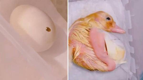 英国女子从百货公司买来鸭蛋 一月后竟孵出小鸭