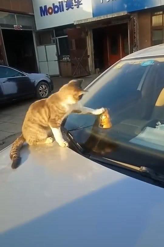 看见一只橘猫趴在车上,刚想去赶走它,走近后却默默拿出手机