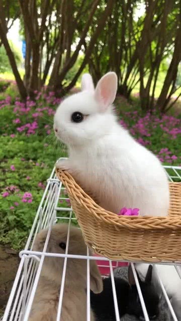 萌宠,看了这只小白兔的眼睛,我决定不喝珍珠奶茶了 