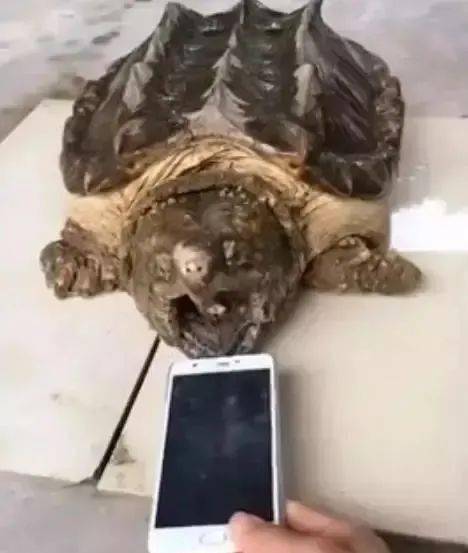 宠主把手机扔给宠物乌龟,乌龟一口下去,手机屏幕就碎了