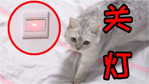 用激光灯控制猫咪关灯,最终结果到底如何 