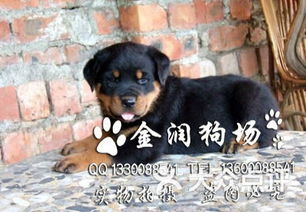金润狗场 广州国庆哪里买罗威纳比较好 罗威纳成年图片 广州宠物 