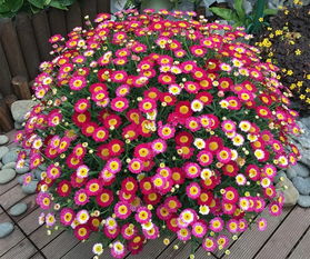 玛格丽特怎样开成大花球 顺利度夏 来看花友的种植经验总结吧