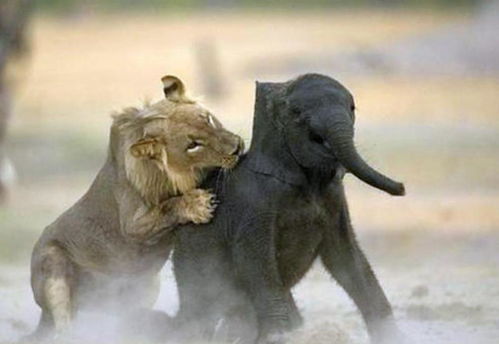 狮子活吃小象,小象痛得发出惨叫,大象复仇让狮子受尽折磨