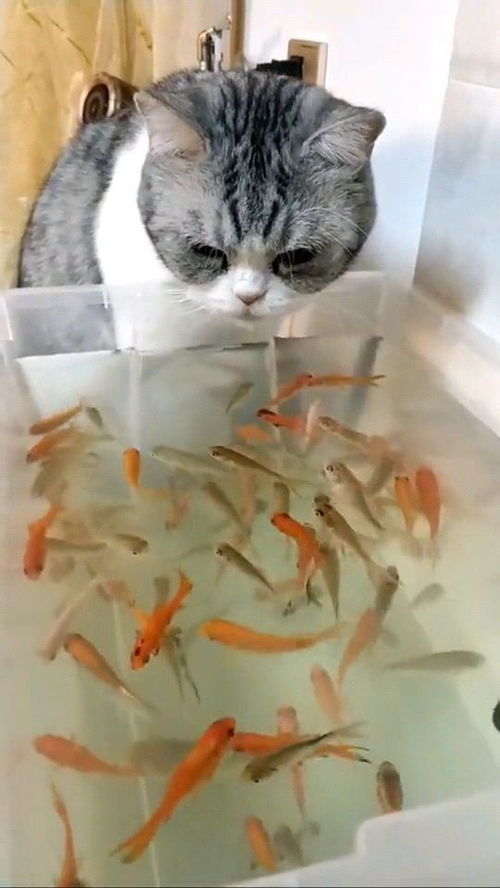 猫咪吃不到鱼,天天喝点鱼汤也可以 
