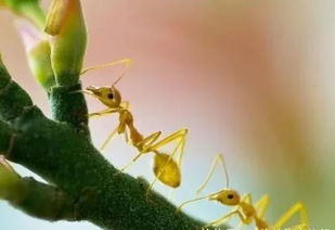 为什么蚂蚁之类的生物不需要睡眠,难道它们不累吗