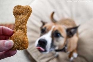 给狗狗买零食,淀粉类的少买 买训犬零食主人要注意这3点