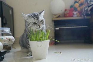猫吃草 