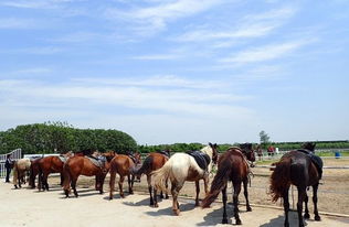 以骑马造句_ride a horse造句过去式？