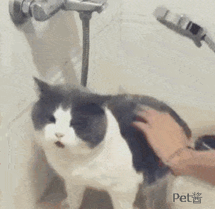 猫多久洗一次澡比较好,成年猫多久洗一次澡比较好