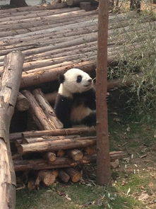 四川行之一,成都 大熊猫基地悠闲美食游 