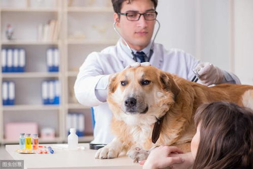养狗常备的7种药,小病自己解决,省钱省心又省时