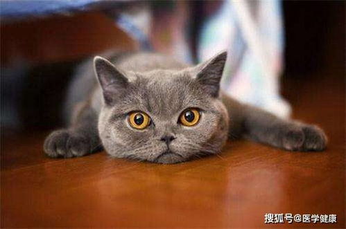 号称 见者有份 的猫杯状病毒,猫感染猫杯状后的最佳治疗方案