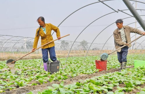 菌肥对土壤与作物好处多 想要用肥效果,掌握菌肥使用技巧是关键