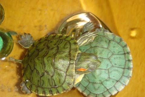 小乌龟为什么老是睡觉 