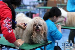 香港宠物节举行宠物美容大赛 组图
