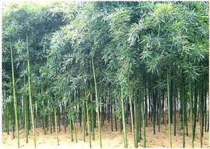 雷竹如何种植能高产,雷竹什么时候可以留竹