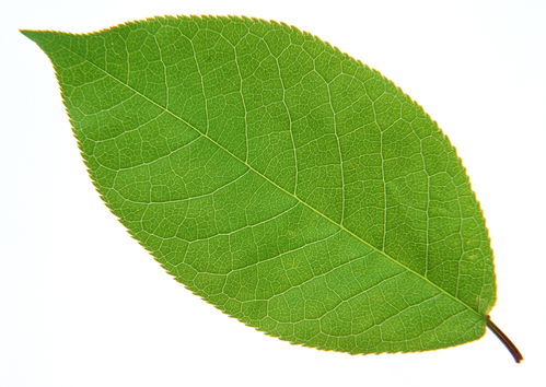 唯美高清绿叶树叶枝叶叶脉图片叶子绿色背景素材 模板下载 2.28MB 其他大全 标志丨符号 