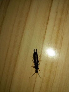 家里经常出现这种虫子,这是什么虫子,怎么预防消灭