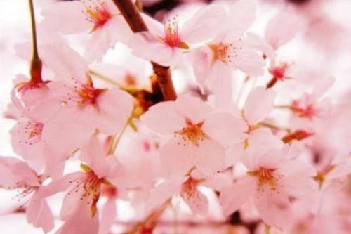 中国樱花的寓意和象征 中国樱花花语是什么意思