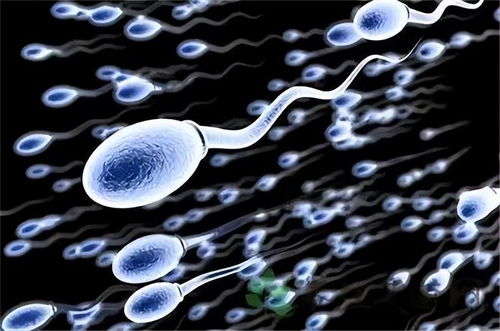 精子是如何形成的