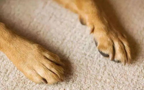 为什么那么多狗会得趾间炎 狗狗的爪子你真的会清理吗