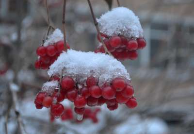 描写雪中一抹红的诗句