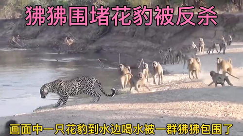 花豹在水边喝水被一群狒狒包围,花豹咬死狒狒妈妈领养小狒狒 