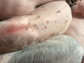 小猪身上有红点 紫点,还有结疤现象 吃食正常 身上哆嗦,是什么原因 求指教 