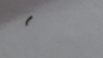 这是什么虫子 只有一毫米这样,会掉丝,像毛毛虫那样爬的全身黑 
