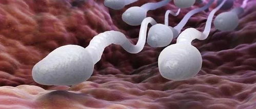 精子可以在体内存活几天并受精？精子进入体内受精能力有几天
