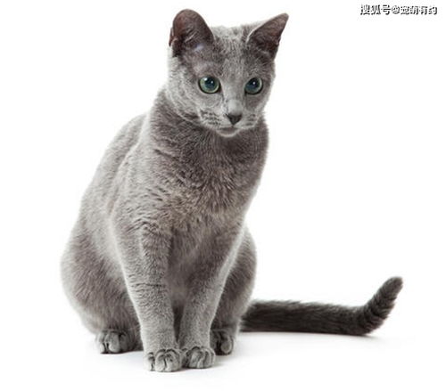 世界三大蓝猫,除了英 俄蓝猫,还有一种罕见品种,你见过吗