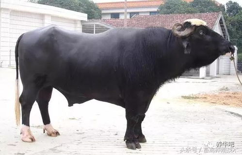 世界著名水牛品种介绍,中国水牛凭实力上榜