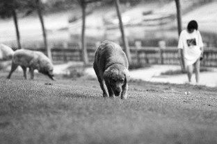 12月起郑州违规犬将被没收 家有禁养犬快送郊外 