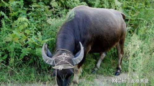生肖牛 尤其是73年 牛牛牛 的后半辈子,属牛的一定要好好看看