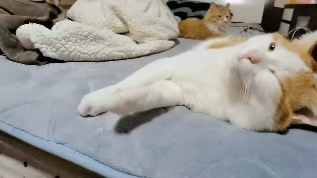 两只橘猫,躺着躺着打起来了,真不让人省心 