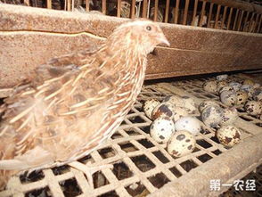 提高鹌鹑产蛋率的饲养管理技术