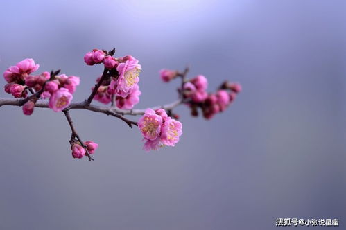 紫星高照,八字带财,本周财富之路拓宽,家道昌盛的3生肖