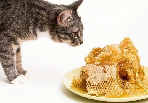 猫咪没吃饭也会低血糖吗