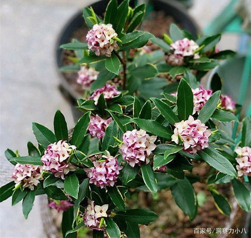 这 三种花 就得虐着养, 少浇水,狠心剪 ,轻松花开小半年