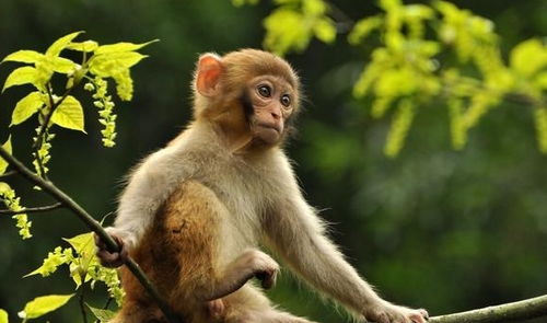 为什么现在的猴子不再进化