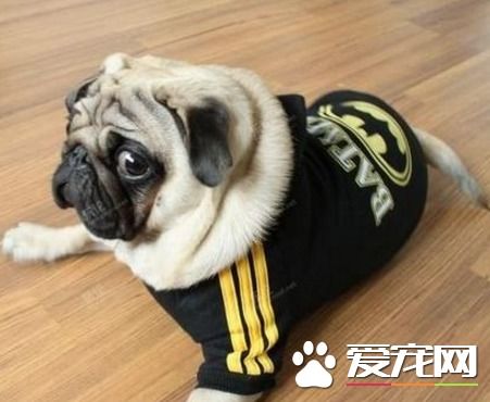 巴哥犬属于小型犬么 什么样的犬是小型犬