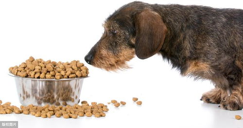 判断狗粮好与坏,学会这几个方法,避免买到不合适的狗粮