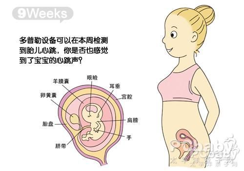 三个月胎儿的生长发育情况