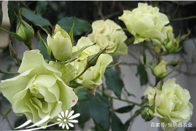 哪个品种的玫瑰花最香最珍贵,哪个品种的玫瑰花最香最珍贵