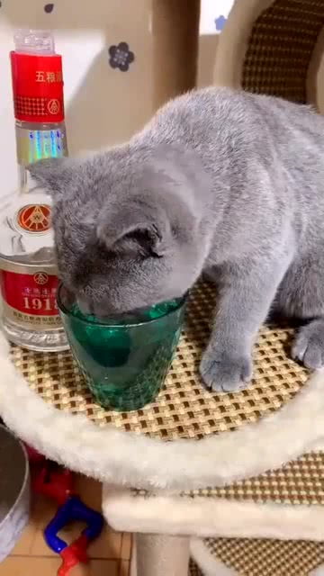 猫咪喝醉后会洒酒疯吗 